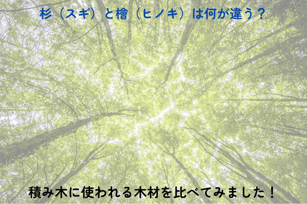 杉（スギ）と檜（ヒノキ）は何が違う？積み木に使われる木材を比べてみました！